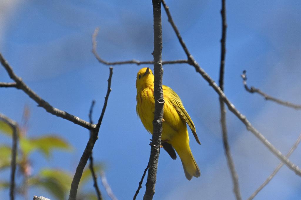 2025-05077487 Parker River NWR, MA.JPG - Yellow Warbler. Parker River National Wildlife Refuge, MA, 5-7-2025